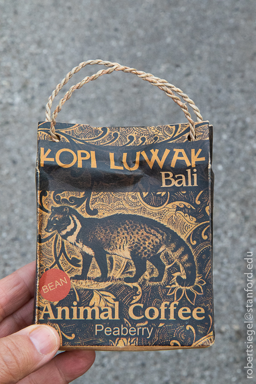 kopi luwak